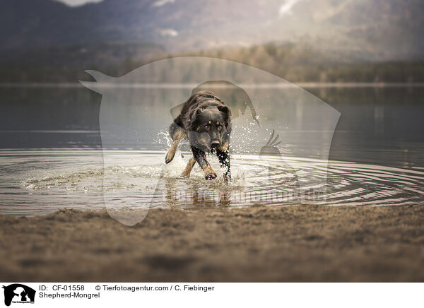 Schferhund-Mischling / Shepherd-Mongrel / CF-01558