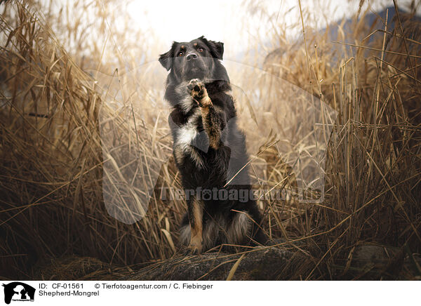 Schferhund-Mischling / Shepherd-Mongrel / CF-01561