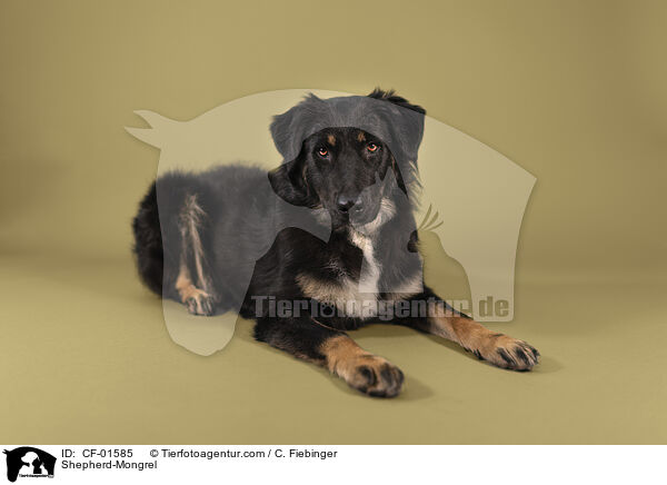 Schferhund-Mischling / Shepherd-Mongrel / CF-01585