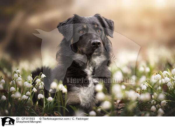 Schferhund-Mischling / Shepherd-Mongrel / CF-01593