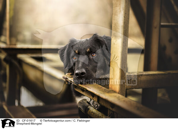 Schferhund-Mischling / Shepherd-Mongrel / CF-01617