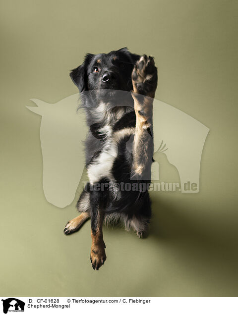 Schferhund-Mischling / Shepherd-Mongrel / CF-01628