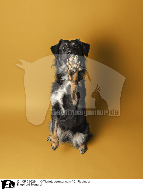 Schferhund-Mischling / Shepherd-Mongrel / CF-01629