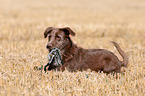 lying Labrador-Retriever-German-Wirehaired-Pointer