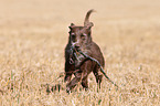 playing Labrador-Retriever-German-Wirehaired-Pointer