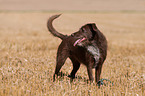 Labrador-Retriever-German-Wirehaired-Pointer