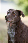 Labrador-Retriever-German-Wirehaired-Pointer Portrait