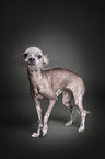 Chinese-Crested-Mongrel