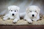 2 Samoyed-Mongrel Puppies