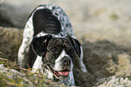 Pointer-French-Bulldog-Mix in the sand