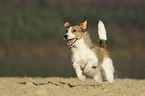 running Jack-Russell-Terrier-Mongrel