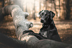 Labrador-Retriever-Mongrel