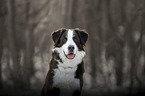 Bernese-Mountain-Dog-Mongrel portrait
