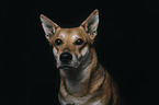 Shepherd-Mongrel portrait