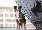 standing Australian-Shepherd-Bernese-Mountain-Dog-Mongrel