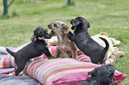 playing Dachshund-Mongrel Puppies
