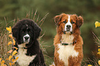 Bernese-Mountain-Dog-Mongrel and Newfoundlander-Mongrel