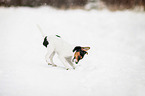 digging Pug-Jack-Russell-Terrier