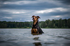 bathing hound-mongrel