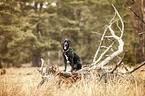 sitting Labrador-Retriever-Mongel