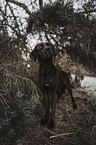 black Labrador-Mongrel
