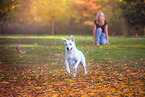 Labrador-Retriever-Shepherd in autumn