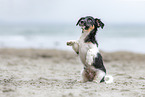 Jack-Russell-Terrier-Mongrel Puppy