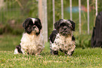 Shih-Tzu-Mongrels