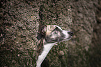 Sighthound-Border-Collie