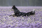 Husky-Australian-Shepherd