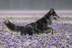 Husky-Australian-Shepherd