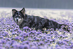 Husky-Australian-Shepherd