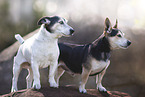 Jack-Russell-Terrier-Mongrels