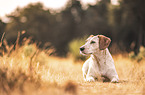 Jack-Russell-Terrier-Dachshund
