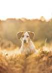 Jack-Russell-Terrier-Dachshund