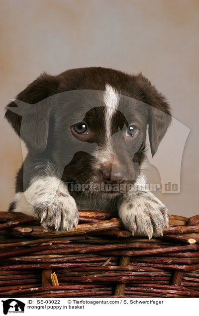 mongrel puppy in basket / SS-03022