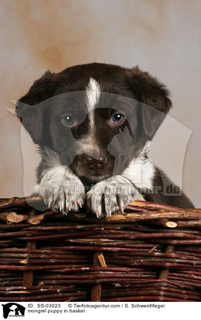 mongrel puppy in basket / SS-03023