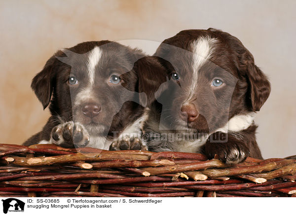 snuggling Mongrel Puppies in basket / SS-03685