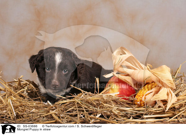 Mongrel Puppy in straw / SS-03686
