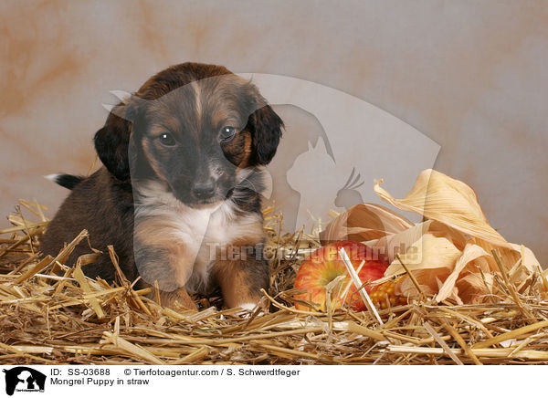 Mongrel Puppy in straw / SS-03688