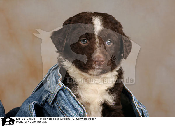Mongrel Puppy portrait / SS-03691
