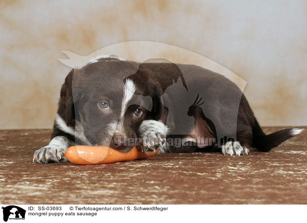 mongrel puppy eats sausage / SS-03693