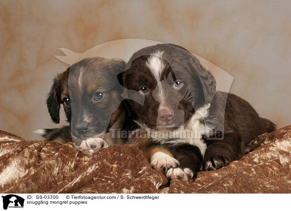 snuggling mongrel puppies / SS-03700