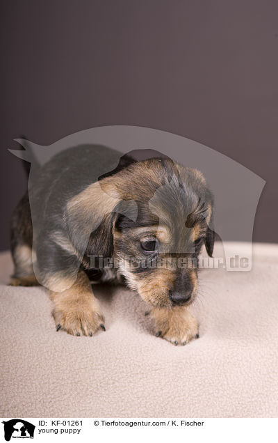 young puppy / KF-01261