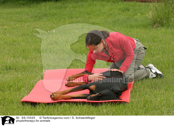 physiotherapy for animals / SS-15425