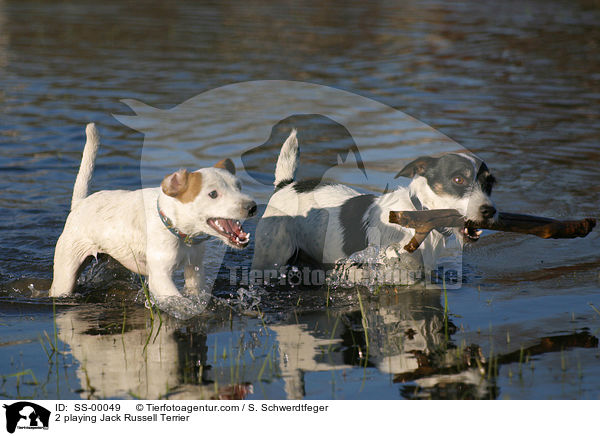 2 spielende Jack Russell Terrier / 2 playing Jack Russell Terrier / SS-00049
