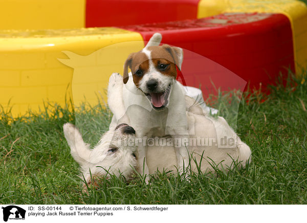 spielende Jack Russell Terrier Welpen / playing Jack Russell Terrier Puppies / SS-00144