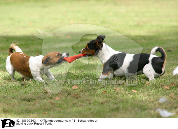 playing Jack Russell Terrier / SS-00263