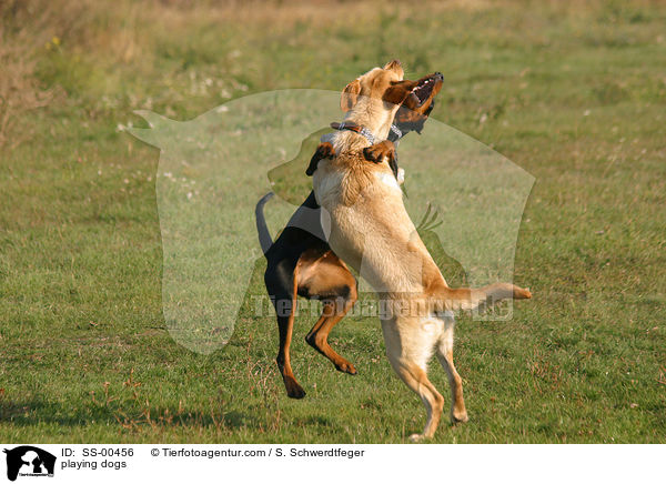 spielende Hunde / playing dogs / SS-00456