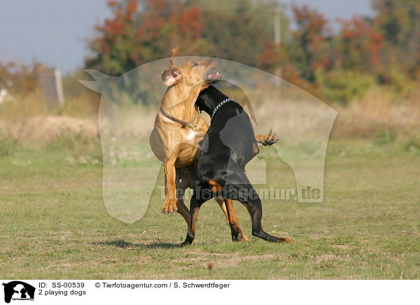 2 playing dogs / SS-00539